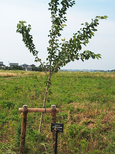エコ桜プロジェクト