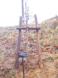 エコ桜プロジェクト