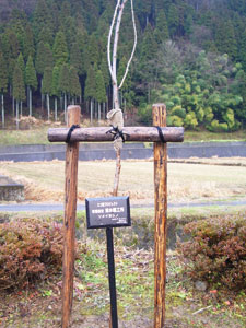 エコ桜プロジェクト