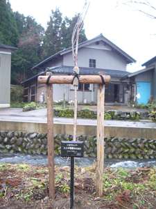 エコ桜プロジェクト