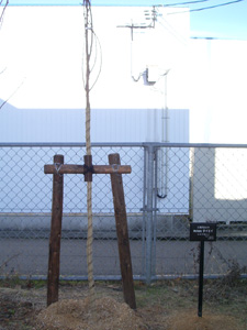 エコ桜プロジェクト