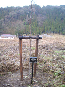 エコ桜プロジェクト