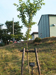 エコ桜プロジェクト