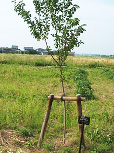 エコ桜プロジェクト
