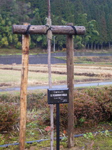 エコ桜プロジェクト