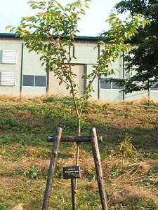 エコ桜プロジェクト