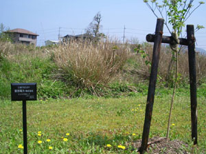 エコ桜プロジェクト