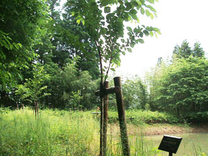 エコ桜プロジェクト