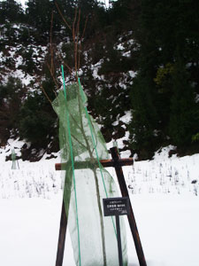 エコ桜プロジェクト