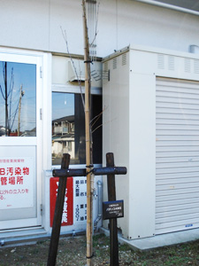 エコ桜プロジェクト