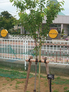 エコ桜プロジェクト