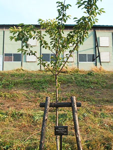 エコ桜プロジェクト