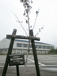 エコ桜プロジェクト