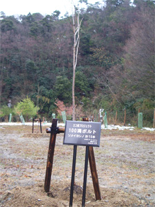 エコ桜プロジェクト