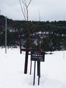 エコ桜プロジェクト