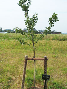 エコ桜プロジェクト