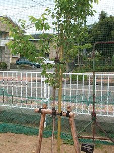 エコ桜プロジェクト