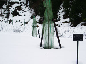 エコ桜プロジェクト