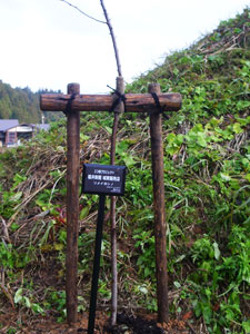 エコ桜プロジェクト