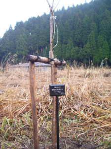 エコ桜プロジェクト