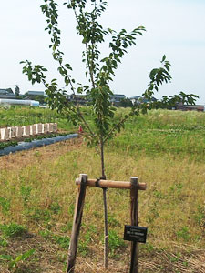 エコ桜プロジェクト