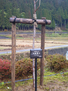 エコ桜プロジェクト