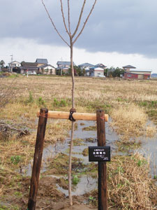 エコ桜プロジェクト