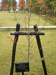 エコ桜プロジェクト