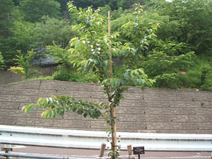 エコ桜プロジェクト