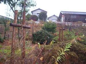 エコ桜プロジェクト