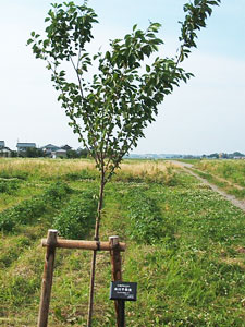 エコ桜プロジェクト