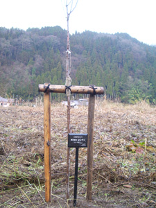 エコ桜プロジェクト