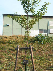 エコ桜プロジェクト