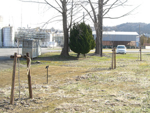 エコ桜プロジェクト