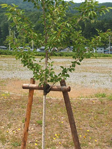 エコ桜プロジェクト