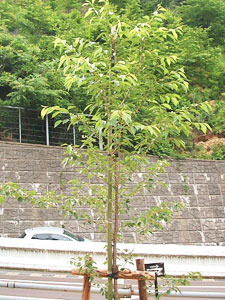 エコ桜プロジェクト