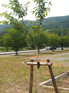 エコ桜プロジェクト