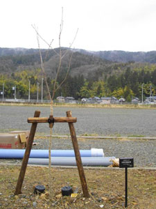 エコ桜プロジェクト