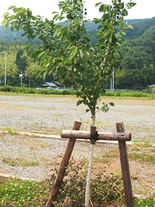 エコ桜プロジェクト