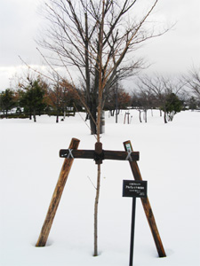 エコ桜プロジェクト