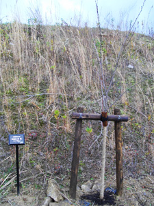 エコ桜プロジェクト