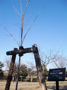 エコ桜プロジェクト