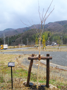 エコ桜プロジェクト