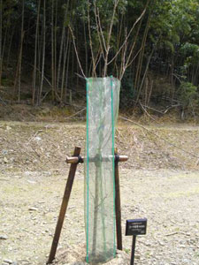 エコ桜プロジェクト