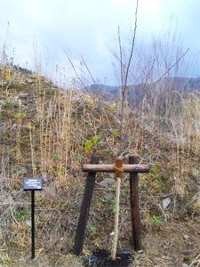 エコ桜プロジェクト