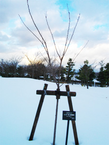 エコ桜プロジェクト