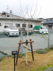 エコ桜プロジェクト