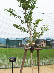 エコ桜プロジェクト