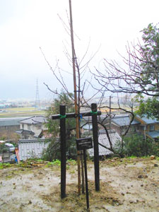 エコ桜プロジェクト