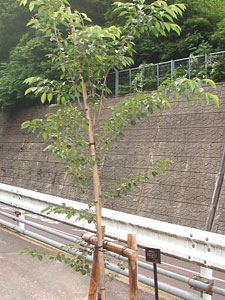 エコ桜プロジェクト